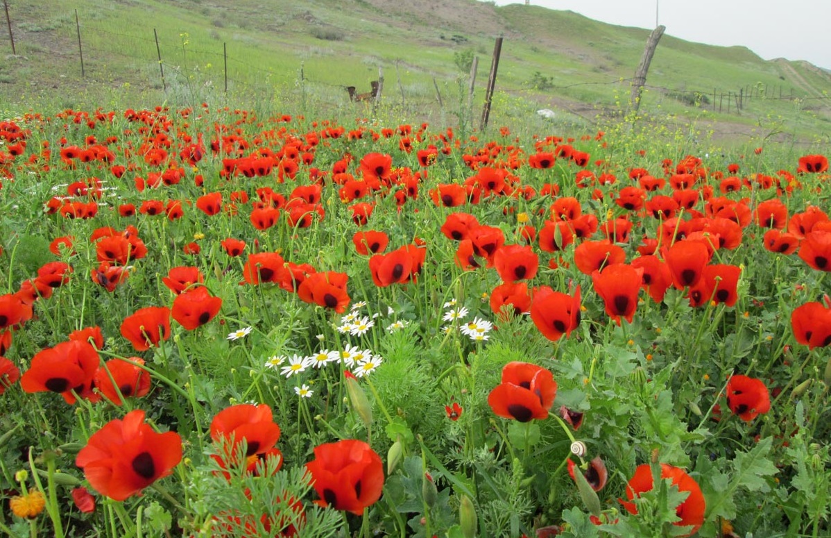 روستای جوبن، جوبن شهرستان رودبار، جوبن گیلان،جوبن رستم آباد، روستای جوکین، جوبن کجاست؟ 